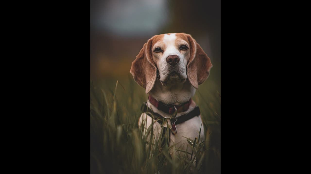 కుక్కను కొట్టి, తాడుతో బంధించి, రోడ్డుపై ఈడ్చుకెళ్లి చంపిన అల్లరి మూక.. వీడియో వైరల్ కుక్కను కొట్టి, తాడుతో బంధించి, రోడ్డుపై ఈడ్చుకెళ్లి చంపిన అల్లరి మూక.. వీడియో వైరల్