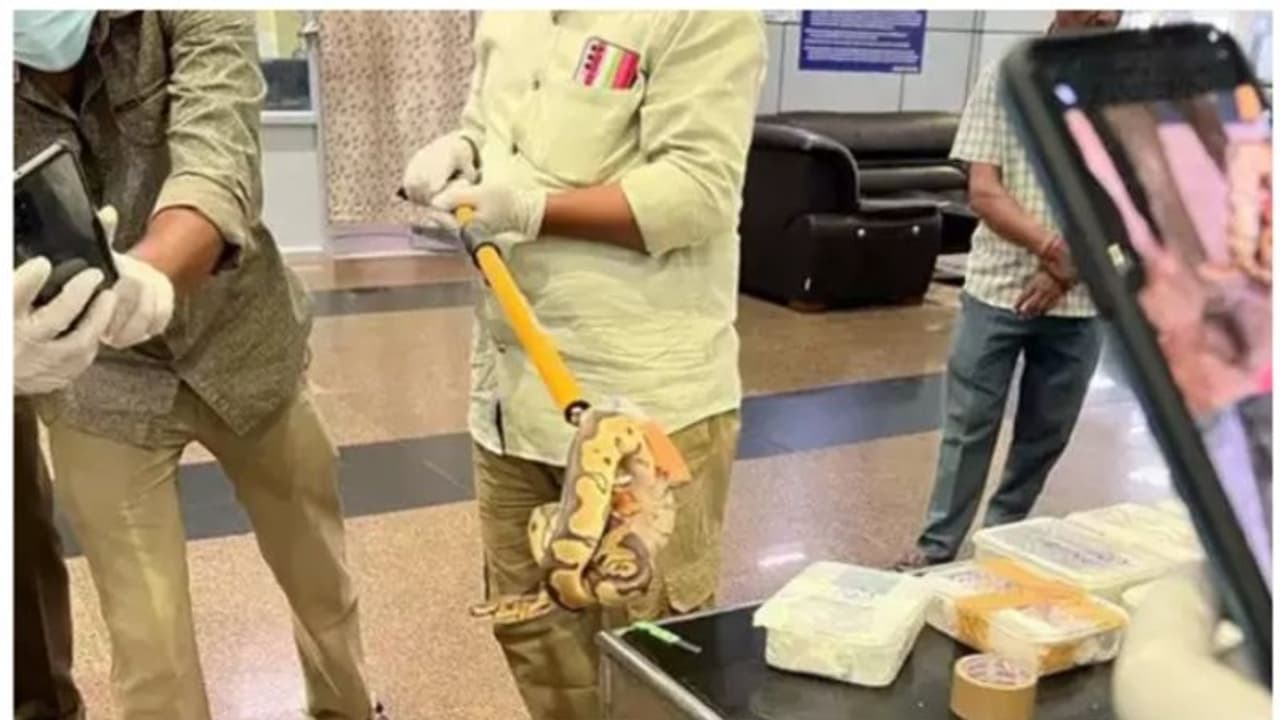 പരിശോധിച്ച കസ്റ്റംസ് ഉദ്യോഗസ്ഥര് ഞെട്ടി; യാത്രക്കാരന്റ ട്രോളി ബാഗില് ജീവനുള്ള 47 പാമ്പുകള്, രണ്ട് പല്ലികള് പരിശോധിച്ച കസ്റ്റംസ് ഉദ്യോഗസ്ഥര് ഞെട്ടി; യാത്രക്കാരന്റ ട്രോളി ബാഗില് ജീവനുള്ള 47 പാമ്പുകള്, രണ്ട് പല്ലികള്