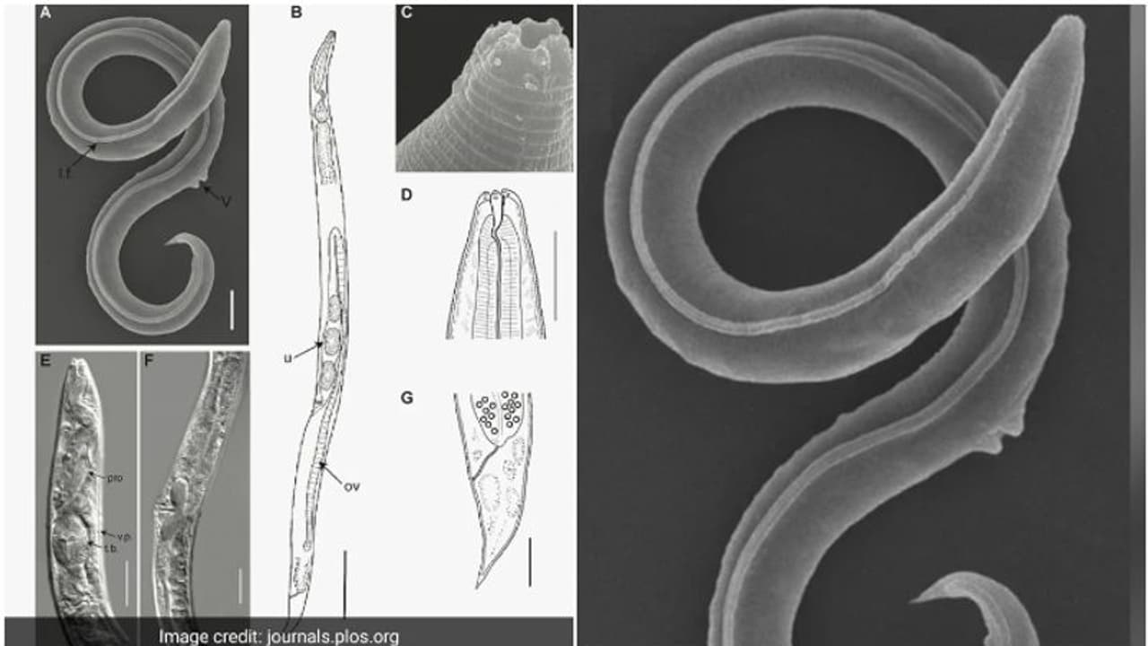 'മഞ്ഞുപാളിക്കുള്ളിൽ മരവിച്ച് കഴിഞ്ഞത് 46000 വർഷങ്ങൾ, പങ്കാളിയില്ലാതെ കുഞ്ഞുങ്ങളും', അത്ഭുതമായി ഈ വിര!