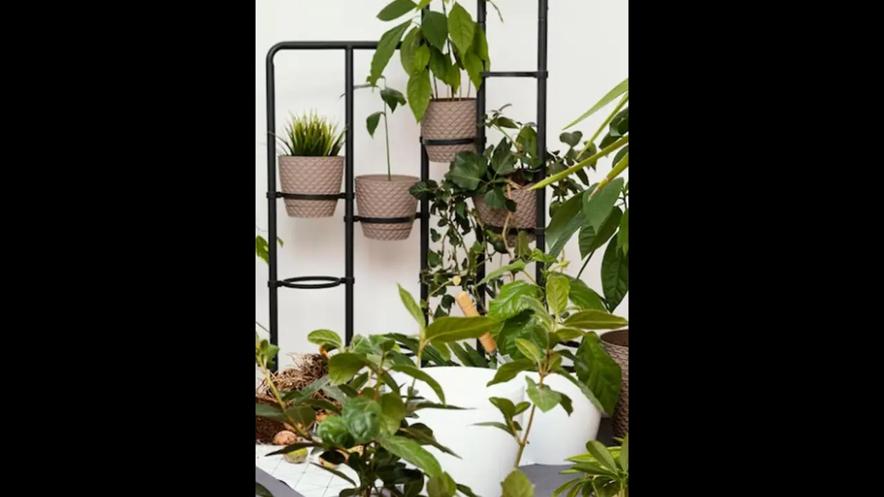 ಅಲೋ ವೆರಾದೊಂದಿಗೆ ಈ 3 ಗಿಡ ನೆಟ್ಟರೆ ಲಕ್ಷ್ಮಿ ಒಲಿಯುವಳು..!