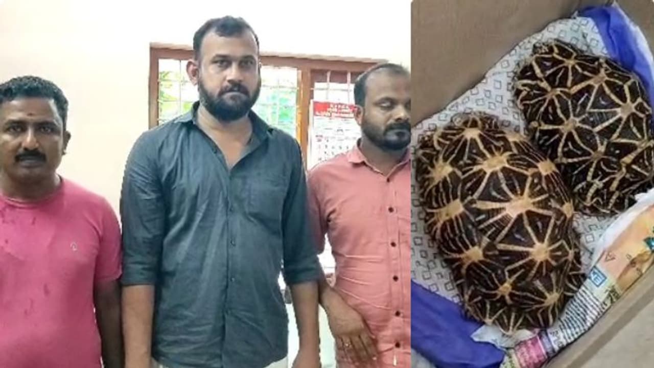 രണ്ട് നക്ഷത്ര ആമകള്, വില 10 മുതൽ 25 ലക്ഷം വരെ!; കഴക്കൂട്ടത്ത് കെഎസ്ഇബി ജീവനക്കാർ ഉൾപ്പടെ 3 പേർ പിടിയിൽ രണ്ട് നക്ഷത്ര ആമകള്, വില 10 മുതൽ 25 ലക്ഷം വരെ!; കഴക്കൂട്ടത്ത് കെഎസ്ഇബി ജീവനക്കാർ ഉൾപ്പടെ 3 പേർ പിടിയിൽ