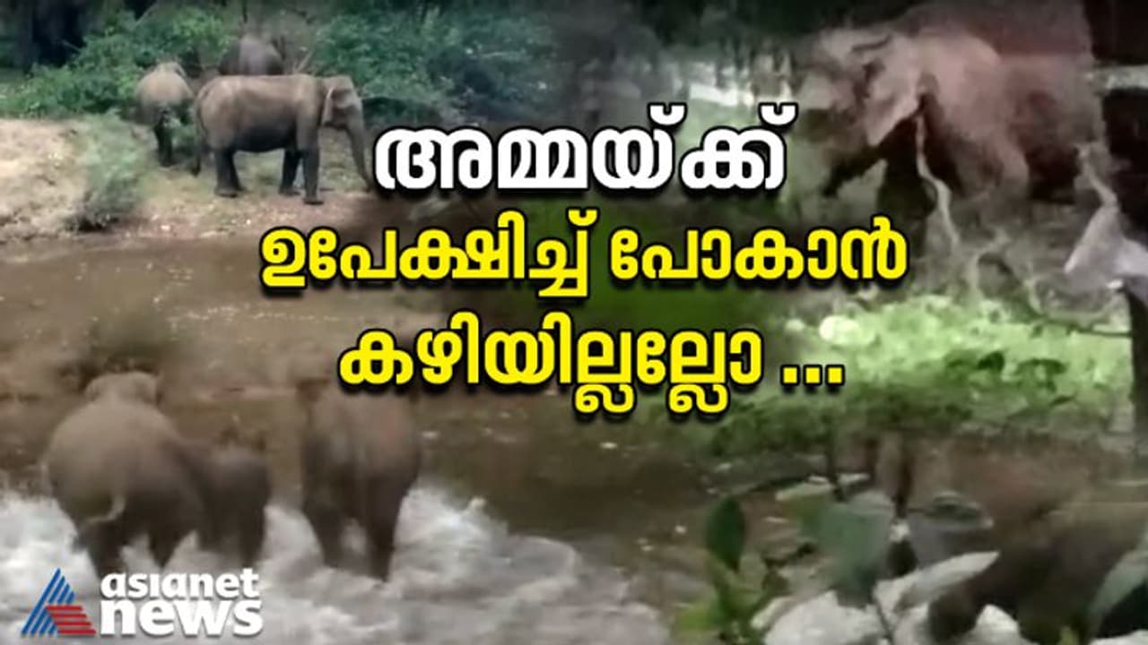 'അമ്മയെ പോലെ പോരാളി മറ്റാരുമില്ല'; 5 മണിക്കൂര്‍ നീണ്ട പരിശ്രമം, കാനയിൽ വീണ കുട്ടിയാനയെ രക്ഷപ്പെടുത്തി അമ്മയാന!