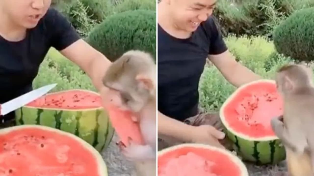 'മനുഷ്യക്കുഞ്ഞിനെ പോലെയുണ്ട്'; കുട്ടിക്കുരങ്ങന്റെ രസകരമായ വീഡിയോ 'മനുഷ്യക്കുഞ്ഞിനെ പോലെയുണ്ട്'; കുട്ടിക്കുരങ്ങന്റെ രസകരമായ വീഡിയോ