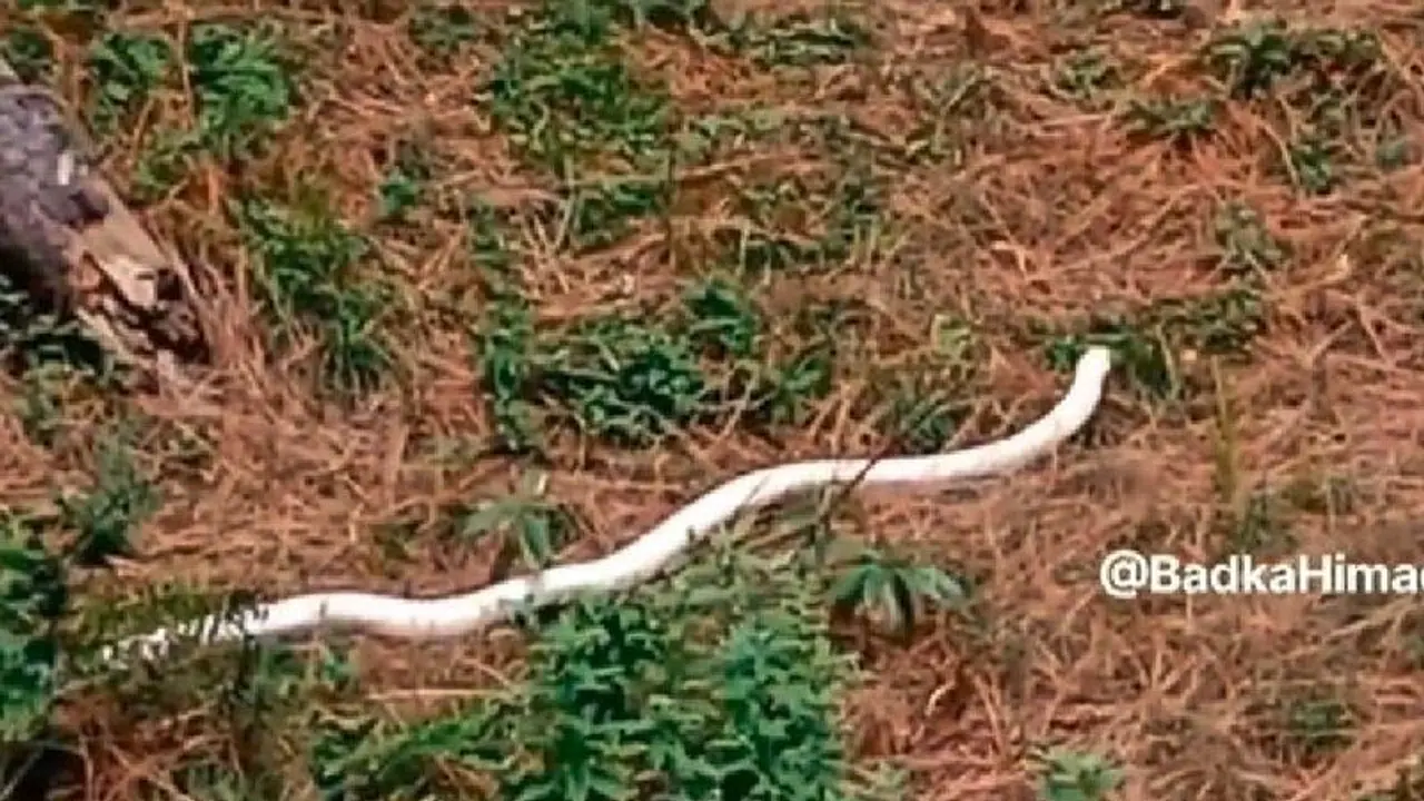 ಭಾರೀ ಗಾತ್ರದ ಬಿಳಿ ಬಣ್ಣದ ಹಾವು ಪತ್ತೆ: ವೀಡಿಯೋ ವೈರಲ್ ಭಾರೀ ಗಾತ್ರದ ಬಿಳಿ ಬಣ್ಣದ ಹಾವು ಪತ್ತೆ: ವೀಡಿಯೋ ವೈರಲ್