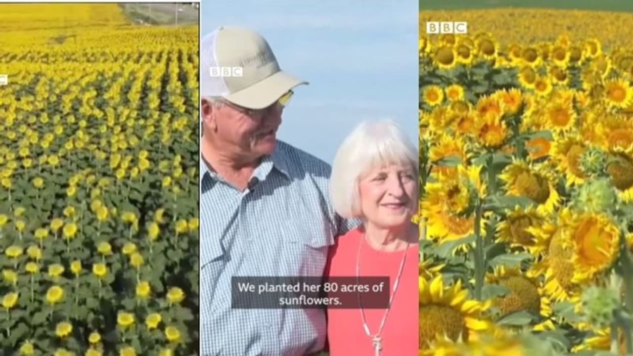 50ನೇ ವಿವಾಹ ವಾರ್ಷಿಕೋತ್ಸವ: 80 ಎಕರೆಯಲ್ಲಿ ಸೂರ್ಯಕಾಂತಿ ಹೂ ಬೆಳೆದು ಪತ್ನಿಗೆ ಸರ್‌ಫ್ರೈಸ್ ನೀಡಿದ ರೈತ