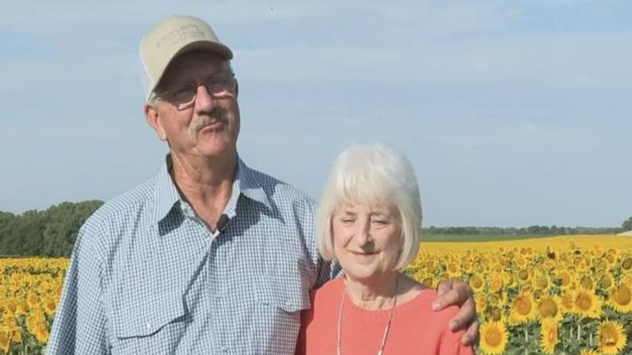 50 ാം വിവാഹവാർഷികത്തിൽ ഭർത്താവിന്റെ സർപ്രൈസ് ഗിഫ്റ്റ്; 80 ഏക്കറിൽ നട്ടുവളർത്തിയെടുത്തത് സൂര്യകാന്തിപ്പൂക്കൾ 50 ാം വിവാഹവാർഷികത്തിൽ ഭർത്താവിന്റെ സർപ്രൈസ് ഗിഫ്റ്റ്; 80 ഏക്കറിൽ നട്ടുവളർത്തിയെടുത്തത് സൂര്യകാന്തിപ്പൂക്കൾ