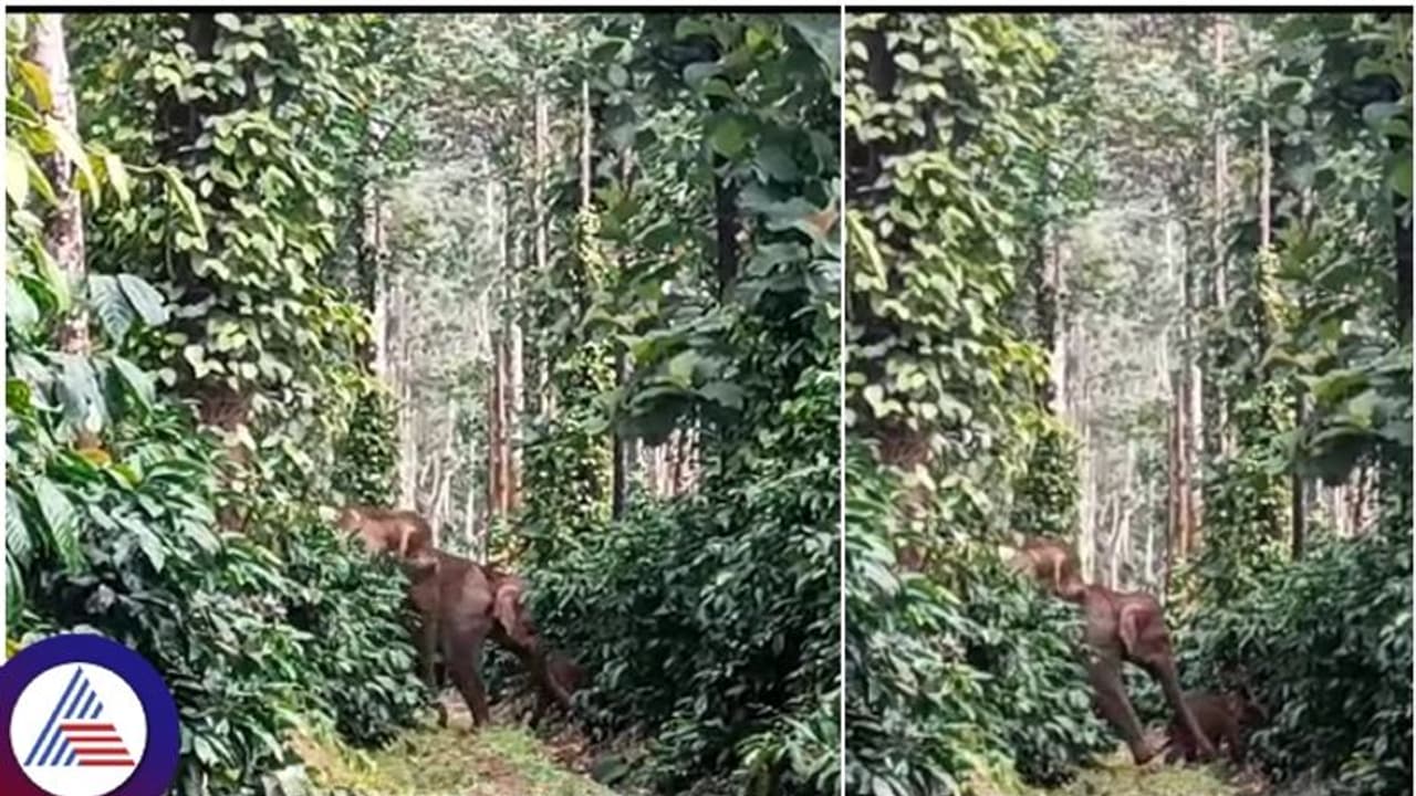 ಒಂದೇ ಕಾಫಿ ಎಸ್ಟೇಟ್ನಲ್ಲಿ ಬೀಡುಬಿಟ್ಟ 16 ಕಾಡಾನೆಗಳು: ಜೀವ ಭಯದಲ್ಲಿ ರೈತರು ಒಂದೇ ಕಾಫಿ ಎಸ್ಟೇಟ್ನಲ್ಲಿ ಬೀಡುಬಿಟ್ಟ 16 ಕಾಡಾನೆಗಳು: ಜೀವ ಭಯದಲ್ಲಿ ರೈತರು