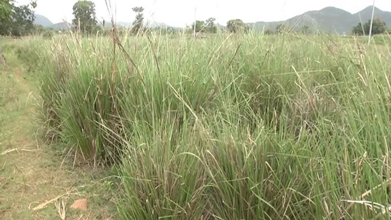 ಚಾಮರಾಜನಗರ: ಹುಲ್ಲು ಬೆಳೆಯಲು ಅಗ್ರಿಮೆಂಟ್, ಕೈ ಕೊಟ್ಟ ಸಂಸ್ಥೆ, ಕಂಗಾಲಾದ ರೈತ..! ಚಾಮರಾಜನಗರ: ಹುಲ್ಲು ಬೆಳೆಯಲು ಅಗ್ರಿಮೆಂಟ್, ಕೈ ಕೊಟ್ಟ ಸಂಸ್ಥೆ, ಕಂಗಾಲಾದ ರೈತ..!