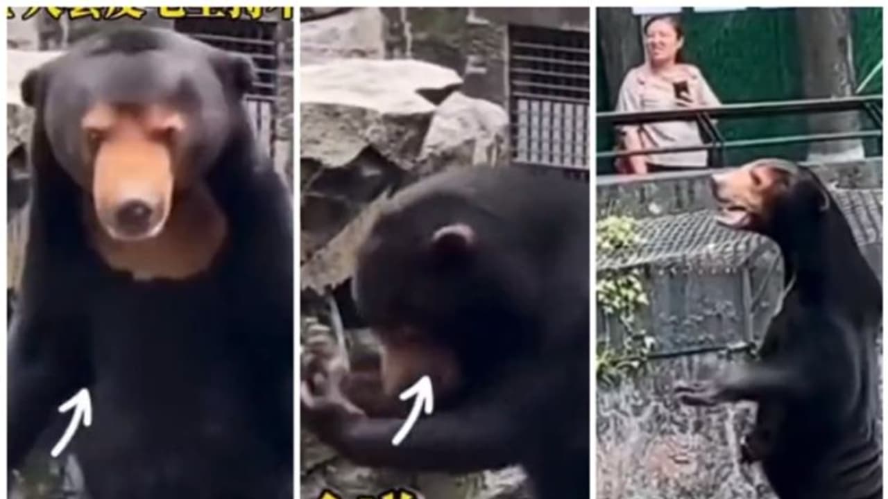 മൃഗശാലയിലെ കരടി, കരടിയോ മനുഷ്യനോ? പരസ്പരം ഏറ്റുമുട്ടി നെറ്റിസണ്സ്; വിശദീകരണവുമായി മൃഗശാലാ അധികൃതര് മൃഗശാലയിലെ കരടി, കരടിയോ മനുഷ്യനോ? പരസ്പരം ഏറ്റുമുട്ടി നെറ്റിസണ്സ്; വിശദീകരണവുമായി മൃഗശാലാ അധികൃതര്