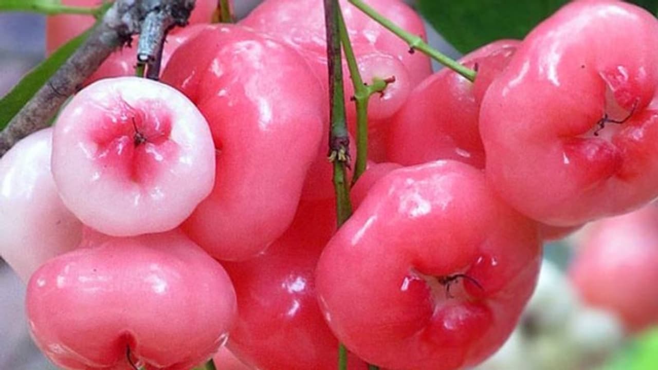 ചാമ്പയ്ക്ക കഴിക്കാന് ഇഷ്ടമാണോ? അറിയാം ഈ ആരോഗ്യ ഗുണങ്ങള്... ചാമ്പയ്ക്ക കഴിക്കാന് ഇഷ്ടമാണോ? അറിയാം ഈ ആരോഗ്യ ഗുണങ്ങള്...