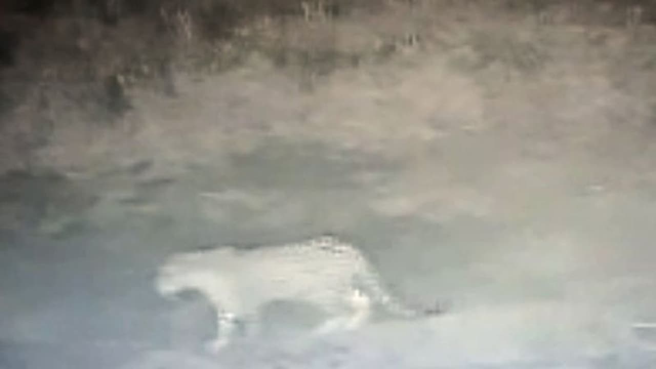 ತಾವರೆಕರೆಯಲ್ಲಿ ಮತ್ತೆ ಚಿರತೆ ಪ್ರತ್ಯಕ್ಷ: ಸಿಸಿ ಕ್ಯಾಮೆರಾದಲ್ಲಿ ಸೆರೆ ತಾವರೆಕರೆಯಲ್ಲಿ ಮತ್ತೆ ಚಿರತೆ ಪ್ರತ್ಯಕ್ಷ: ಸಿಸಿ ಕ್ಯಾಮೆರಾದಲ್ಲಿ ಸೆರೆ