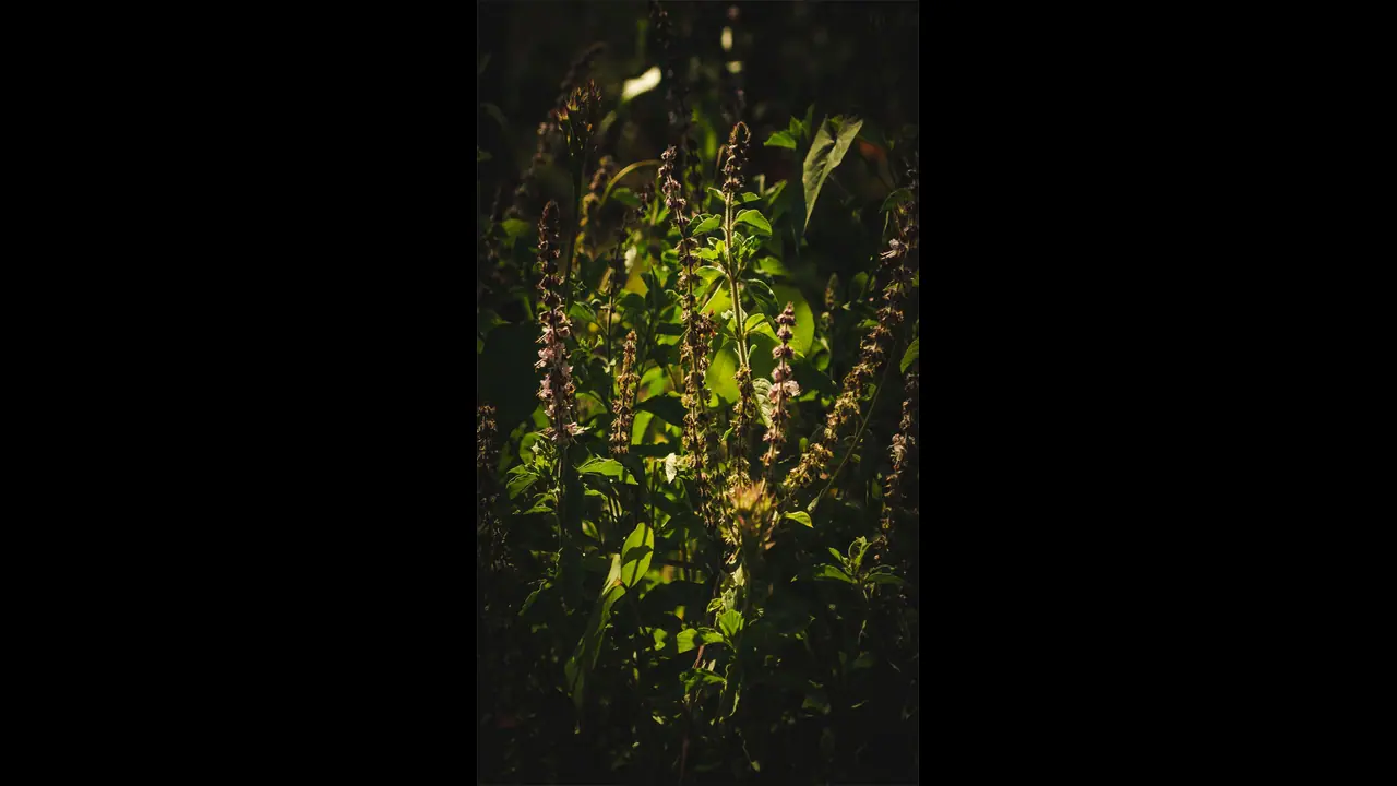 "இந்த" நாளில் ஒருபோதும் துளசி இலைகளை பறிக்காதீங்க...சில விபரீதங்களை சந்திக்கலாம்..!!