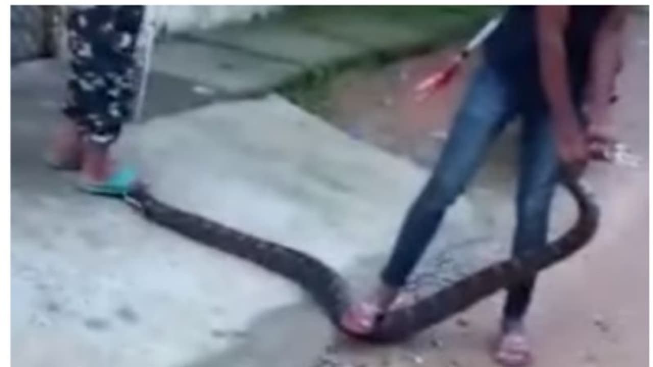 ഛത്തീസ്ഗഢിലെ ജനവാസമേഖലയിൽ എട്ടടി നീളമുള്ള പെരുമ്പാമ്പ്; ഭയന്ന് ജനം ! ഛത്തീസ്ഗഢിലെ ജനവാസമേഖലയിൽ എട്ടടി നീളമുള്ള പെരുമ്പാമ്പ്; ഭയന്ന് ജനം !