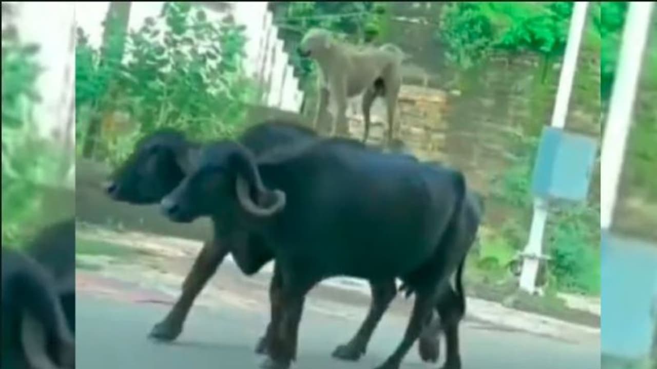 ಯಮರಾಜನಾದ ಶ್ವಾನ: ಎರಡೆಮ್ಮೆಗಳ ಮೇಲೆ ನಿಂತು ಬಿಂದಾಸ್ ಪಯಣ: ವೈರಲ್ ವೀಡಿಯೋ ಯಮರಾಜನಾದ ಶ್ವಾನ: ಎರಡೆಮ್ಮೆಗಳ ಮೇಲೆ ನಿಂತು ಬಿಂದಾಸ್ ಪಯಣ: ವೈರಲ್ ವೀಡಿಯೋ