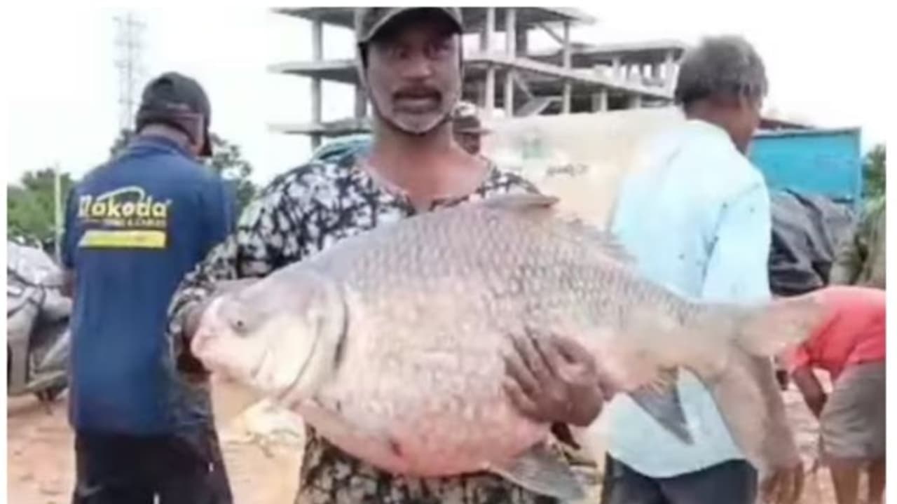 തെലുങ്കാനയില് കരകവിഞ്ഞ് നദികള്; ക്ഷേത്രക്കുളത്തില് നിന്നും പിടികൂടിയത് 15 കിലോ ഭാരമുള്ള ഭീമന് മത്സ്യത്തെ! തെലുങ്കാനയില് കരകവിഞ്ഞ് നദികള്; ക്ഷേത്രക്കുളത്തില് നിന്നും പിടികൂടിയത് 15 കിലോ ഭാരമുള്ള ഭീമന് മത്സ്യത്തെ!