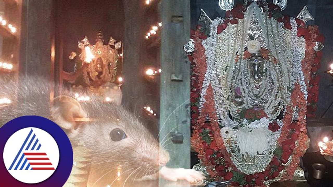 ಬಾಳೆಹಣ್ಣಿಗೆ ಒಲಿಯುವ ಗಣಪ, ಮನೆ, ತೋಟದಲ್ಲಿ ಇಲಿ ಕಾಟವಿದ್ರೆ ಇಲ್ಲಿ ಹರಕೆ ಹೇಳಿದ್ರೆ ಸಾಕು