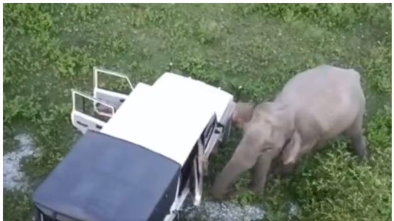 വനപാലകരുടെ വാഹനത്തിന്റെ വാതിൽ അടച്ച് കൊടുത്ത് കാട്ടാന; വൈറല് വീഡിയോയില് പിന്നീട് സംഭവിച്ചത്... വനപാലകരുടെ വാഹനത്തിന്റെ വാതിൽ അടച്ച് കൊടുത്ത് കാട്ടാന; വൈറല് വീഡിയോയില് പിന്നീട് സംഭവിച്ചത്...