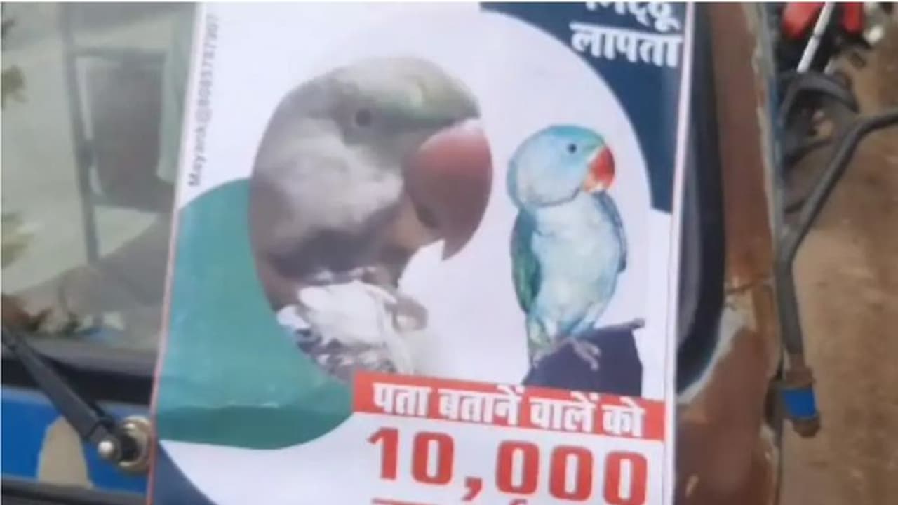 Madhya Pradesh man searches frantically for missing parrot, offers Rs 10,000 cash reward WATCH