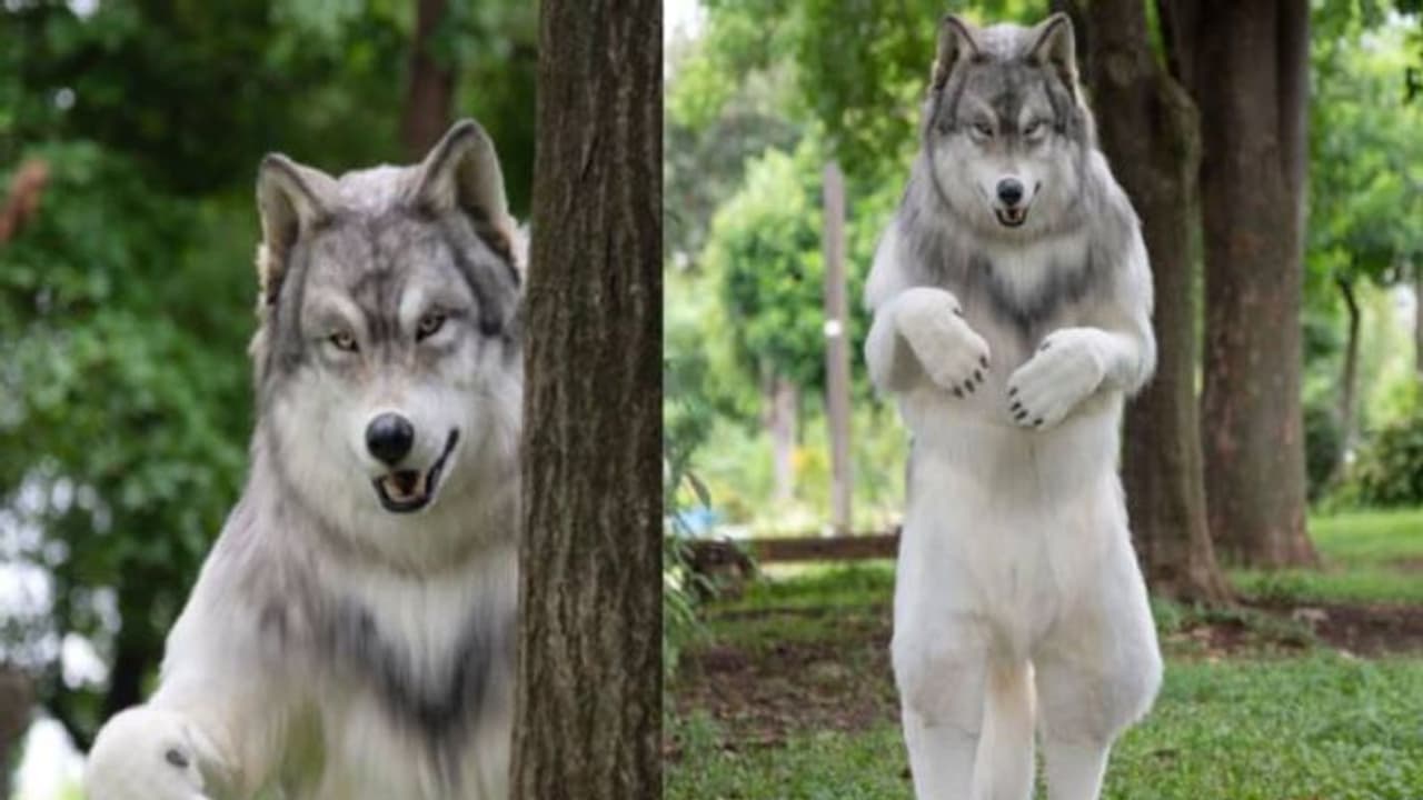 ചെന്നായയായി മാറാൻ യുവാവ് മുടക്കിയത് 20 ലക്ഷം, പൂർത്തീകരിച്ചത് കുട്ടിക്കാലത്തെ സ്വപ്നം ചെന്നായയായി മാറാൻ യുവാവ് മുടക്കിയത് 20 ലക്ഷം, പൂർത്തീകരിച്ചത് കുട്ടിക്കാലത്തെ സ്വപ്നം