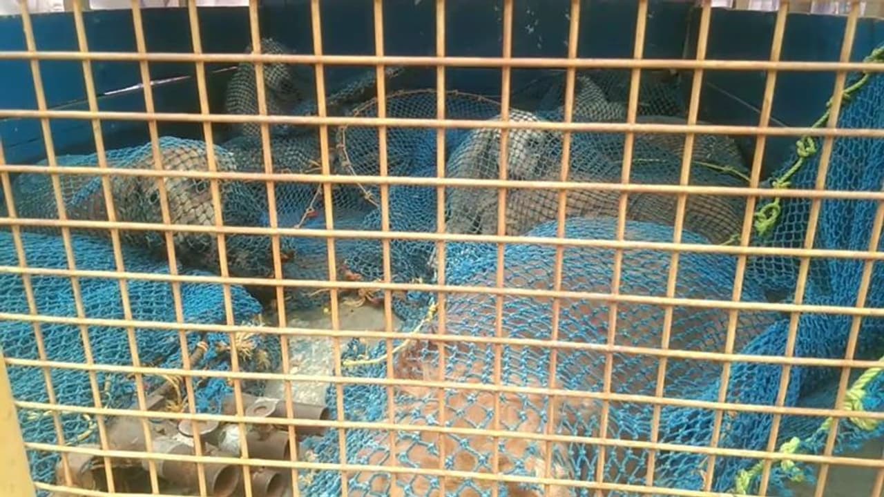 ஜனாதிபதி வருகையை முன்னிட்டு தீவிர நாய் பிடிக்கும் பணியில் நகராட்சி ஊழியர்கள்