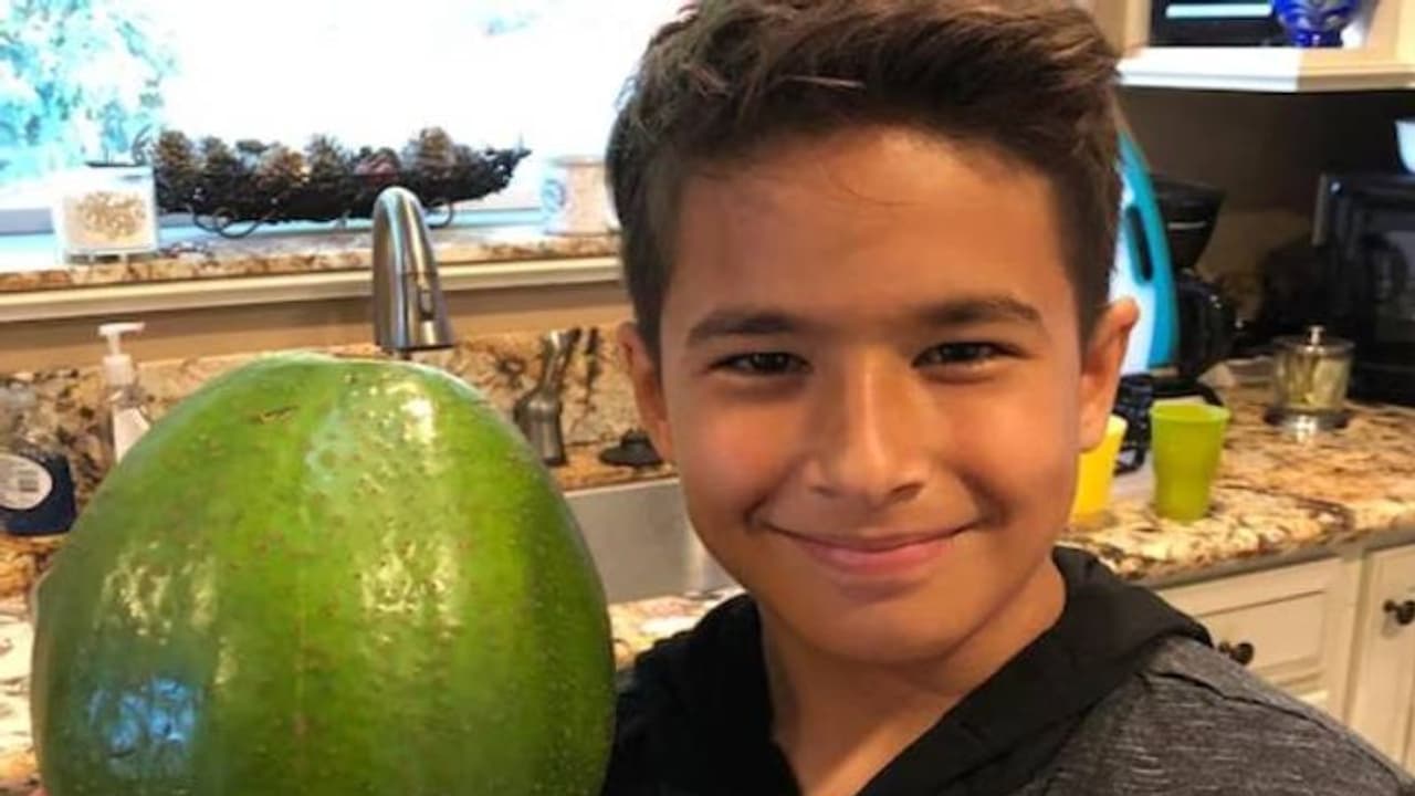 ലോക റെക്കോർഡ് നേടിയ അവക്കാഡോ, ഭാരം രണ്ടരക്കിലോ ലോക റെക്കോർഡ് നേടിയ അവക്കാഡോ, ഭാരം രണ്ടരക്കിലോ