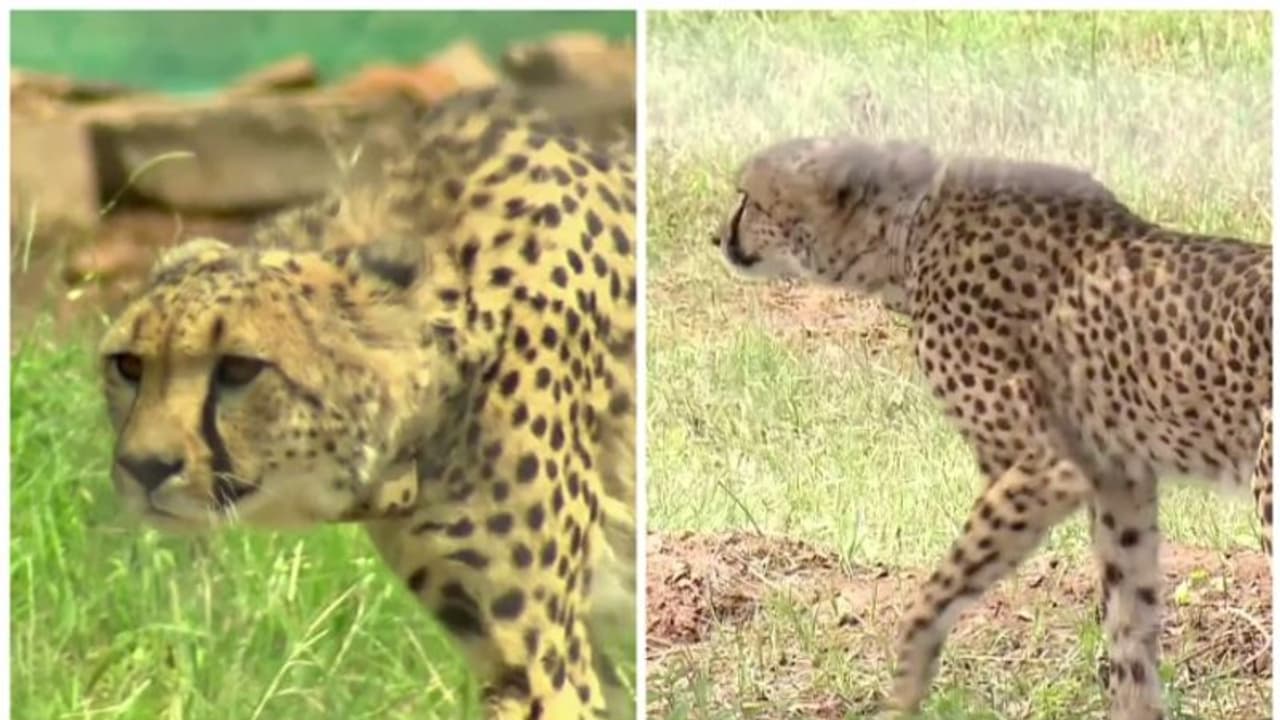 കുനോ ദേശീയ ഉദ്യാനത്തിൽ ഒരു ചീറ്റ കൂടി ചത്തു; ഇതിനോടകം ചത്തത് ഒൻപതെണ്ണം കുനോ ദേശീയ ഉദ്യാനത്തിൽ ഒരു ചീറ്റ കൂടി ചത്തു; ഇതിനോടകം ചത്തത് ഒൻപതെണ്ണം