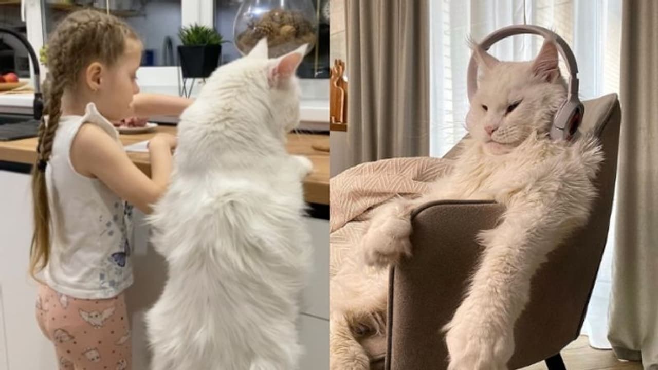 നാല് വയസുള്ള കുട്ടിയുടെ വലുപ്പമുള്ളൊരു പൂച്ച; വൈറലായ പൂച്ചയുടെ വീഡിയോകള് നാല് വയസുള്ള കുട്ടിയുടെ വലുപ്പമുള്ളൊരു പൂച്ച; വൈറലായ പൂച്ചയുടെ വീഡിയോകള്