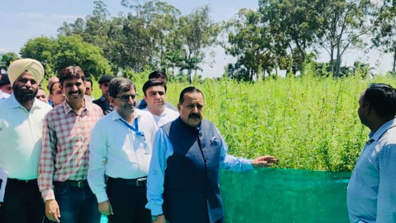 നാഡീ രോഗങ്ങൾ മുതൽ ക്യാൻസർ ചികിത്സ വരെ... പുതുസാധ്യതകൾ തേടി ജമ്മു കശ്മീരിൽ കേന്ദ്ര സർക്കാരിന്റെ കഞ്ചാവ് തോട്ടം നാഡീ രോഗങ്ങൾ മുതൽ ക്യാൻസർ ചികിത്സ വരെ... പുതുസാധ്യതകൾ തേടി ജമ്മു കശ്മീരിൽ കേന്ദ്ര സർക്കാരിന്റെ കഞ്ചാവ് തോട്ടം