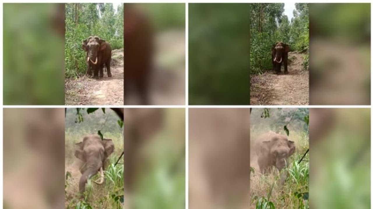 തലയാറിൽ തമ്പടിച്ച് പടയപ്പ! അരിയും പുല്ലും കഴിച്ച് ജനവാസമേഖലയിൽ, ആശങ്കയിൽ തൊഴിലാളികൾ, തുരത്തണമെന്ന് ആവശ്യം 