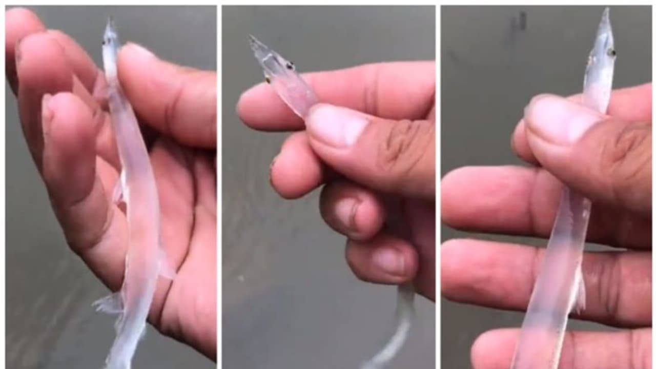 'എല്ലുമില്ല, പല്ലുമില്ല... കണ്ണ് മാത്രം'; കൗതുകമുണര്‍ത്തിയ 'സുതാര്യ മത്സ്യ' ത്തിന്‍റെ വീഡിയോ വൈറല്‍ !