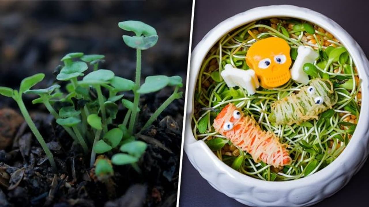 Better digestion to detoxification: Health benefits of Sprouts are endless! Better digestion to detoxification: Health benefits of Sprouts are endless!