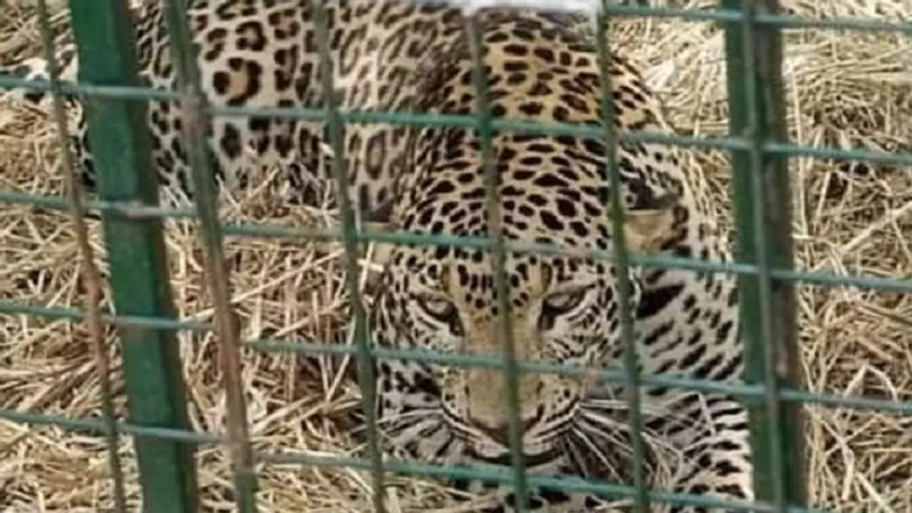 Hassan: ನಾಟಿ ಕೋಳಿ ತಿನ್ನಲು ಬಂದು ಸೆರೆ ಸಿಕ್ಕ ಚಿರತೆ! Hassan: ನಾಟಿ ಕೋಳಿ ತಿನ್ನಲು ಬಂದು ಸೆರೆ ಸಿಕ್ಕ ಚಿರತೆ!