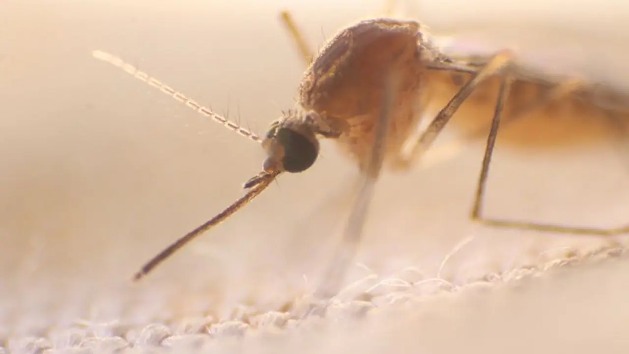 Here is everything that you need to know about Dengue Here is everything that you need to know about Dengue