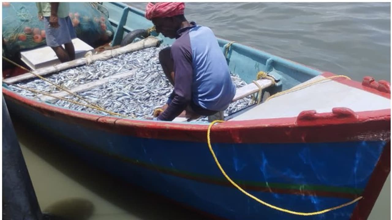  ഹാര്‍ബറുകളില്‍ മിന്നല്‍ പരിശോധന; ചെറുമത്സ്യങ്ങളെ പിടിച്ചവര്‍ക്കെതിരെ നടപടി