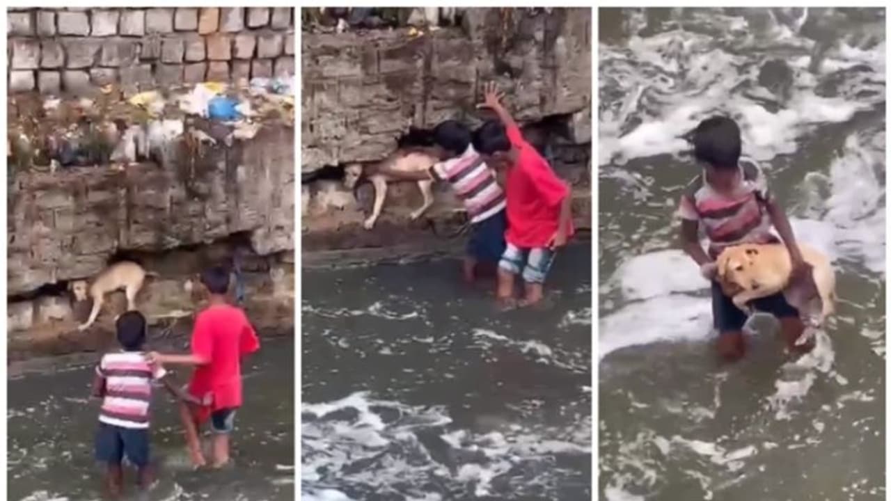 'വറ്റിയിട്ടില്ല, മനുഷ്യനിലെ നന്മ'; ഒറ്റ ദിവസം കൊണ്ട് വീഡിയോ കണ്ടത് 13 ലക്ഷം പേര് ! 'വറ്റിയിട്ടില്ല, മനുഷ്യനിലെ നന്മ'; ഒറ്റ ദിവസം കൊണ്ട് വീഡിയോ കണ്ടത് 13 ലക്ഷം പേര് !