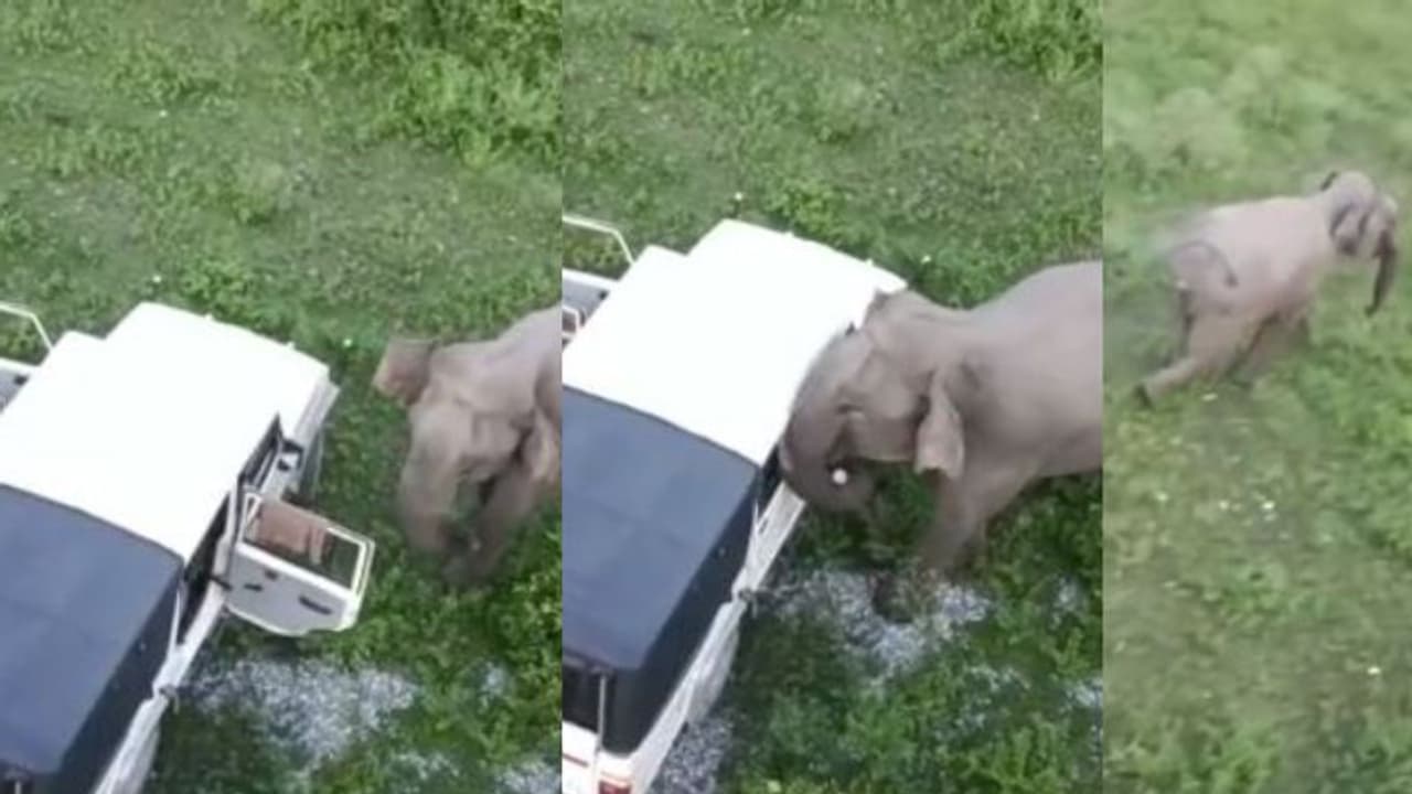 പാർക്ക് ചെയ്യുമ്പോൾ ഡോർ അടയ്ക്കേണ്ടേ? ആദ്യം അടച്ചു പിന്നെ പൊളിച്ചു; വൈറലായി കുറുമ്പ്...