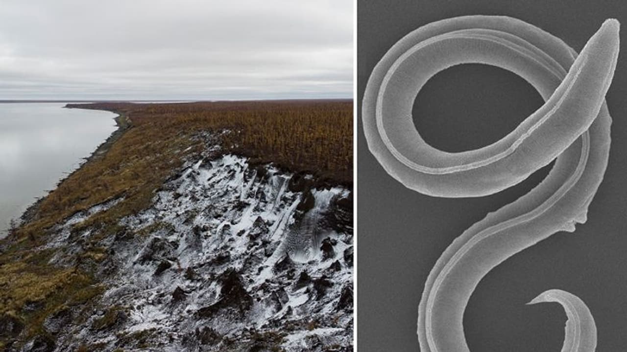 46వేల సంవత్సరాల సుదీర్ఘ నిద్ర నుండి మేల్కొన్న ఒక ప్రాణి.. వింటే మీరు ఆశ్చర్యపోతారు! 46వేల సంవత్సరాల సుదీర్ఘ నిద్ర నుండి మేల్కొన్న ఒక ప్రాణి.. వింటే మీరు ఆశ్చర్యపోతారు!