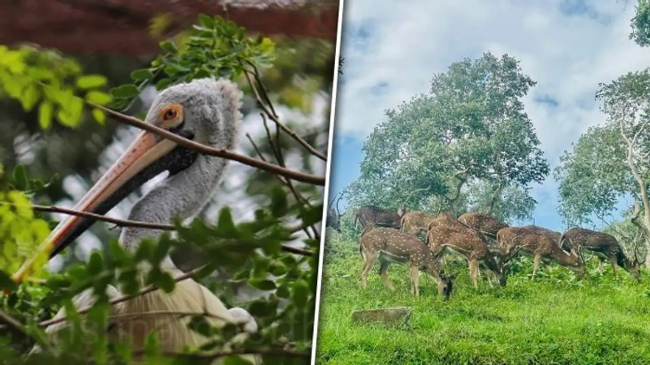Mudumalai to Guindy: 5 National Parks of Tamil Nadu Mudumalai to Guindy: 5 National Parks of Tamil Nadu