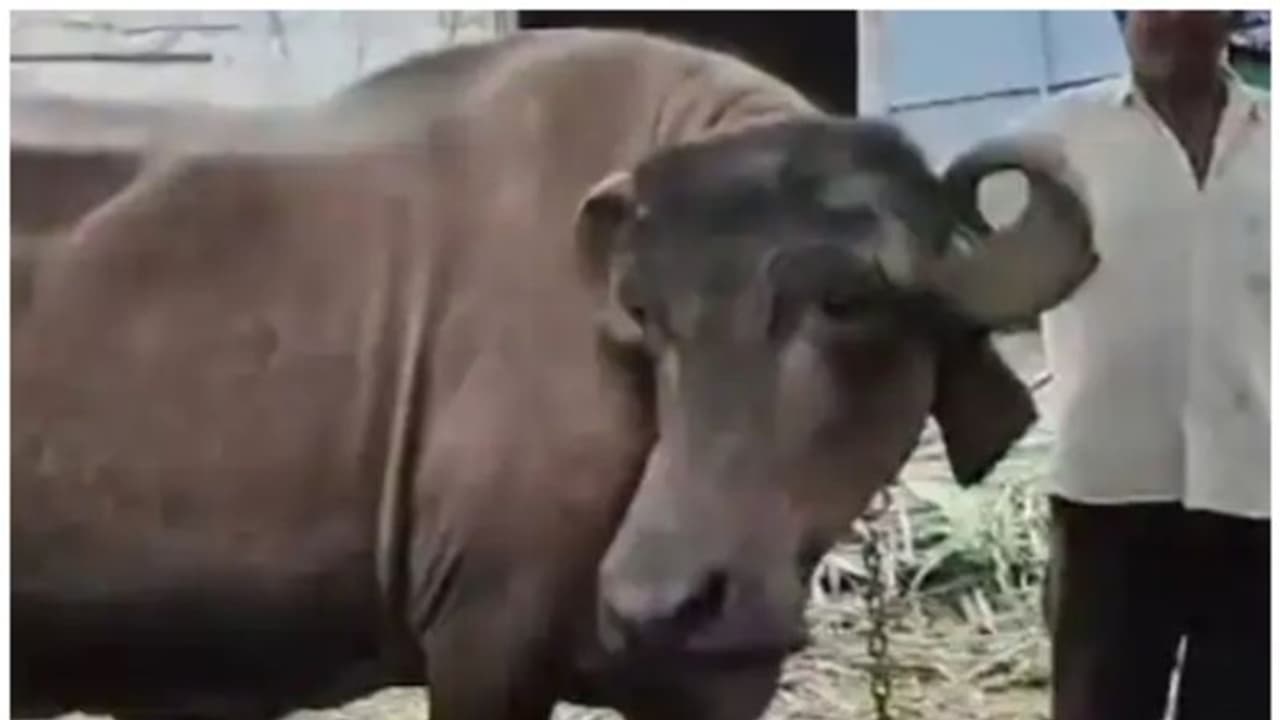 മൂന്നര ലക്ഷം വിലയുള്ള ദിവസേന 30 ലിറ്റര് പാല് തരുന്ന എരുമ; ജാഫറാബാദി നിസ്സാരക്കാരല്ല ! മൂന്നര ലക്ഷം വിലയുള്ള ദിവസേന 30 ലിറ്റര് പാല് തരുന്ന എരുമ; ജാഫറാബാദി നിസ്സാരക്കാരല്ല !