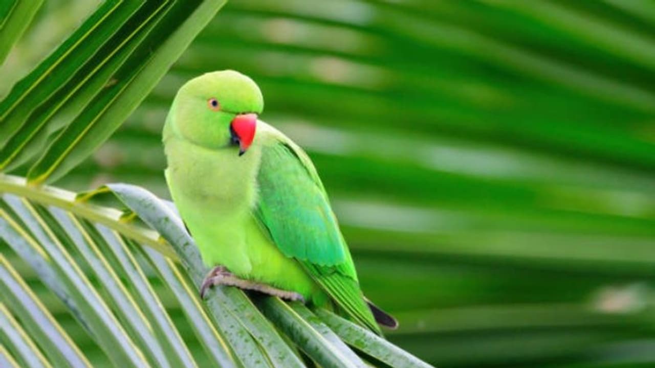 കാണാതെ പോയ തത്തയെ കണ്ടെത്തിക്കൊടുത്താല് സമ്മാനം കാണാതെ പോയ തത്തയെ കണ്ടെത്തിക്കൊടുത്താല് സമ്മാനം