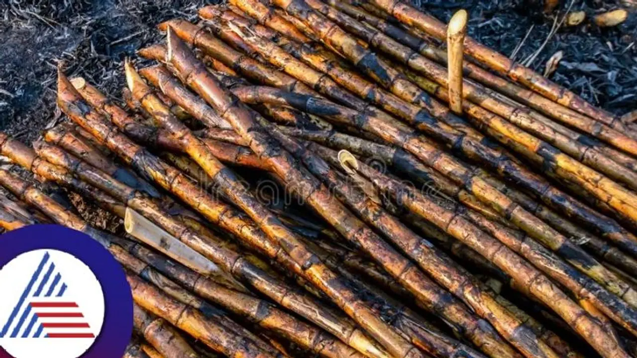 Mandya news: ಕಬ್ಬಿನ ಗದ್ದೆಗೆ ಬೆಂಕಿ ಹಚ್ಚಿ ಆತ್ಮಾಹುತಿಗೆ ರೈತ ಯತ್ನ! Mandya news: ಕಬ್ಬಿನ ಗದ್ದೆಗೆ ಬೆಂಕಿ ಹಚ್ಚಿ ಆತ್ಮಾಹುತಿಗೆ ರೈತ ಯತ್ನ!