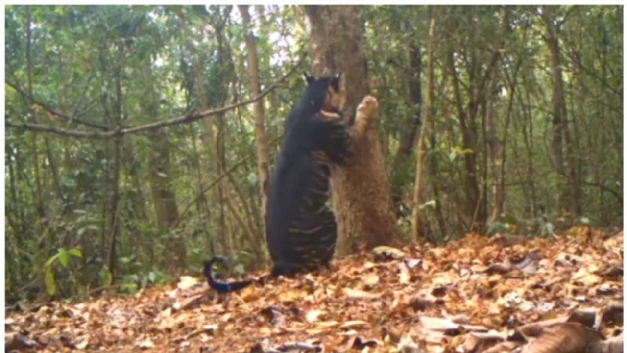 തന്‍റെ അതിര്‍ത്തി അടയാളപ്പെടുത്താന്‍ മരത്തില്‍ നഖം കൊണ്ട് കൊറിയിടുന്ന കറുത്ത കടുവ; വൈറലായി ഒരു വീഡിയോ !