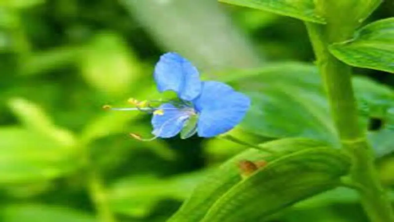 காம உணர்வும், ஆண்மையும் அதிகரிக்க இந்த கீரையை கண்டிப்பாக சாப்பிடுங்க..!! காம உணர்வும், ஆண்மையும் அதிகரிக்க இந்த கீரையை கண்டிப்பாக சாப்பிடுங்க..!!