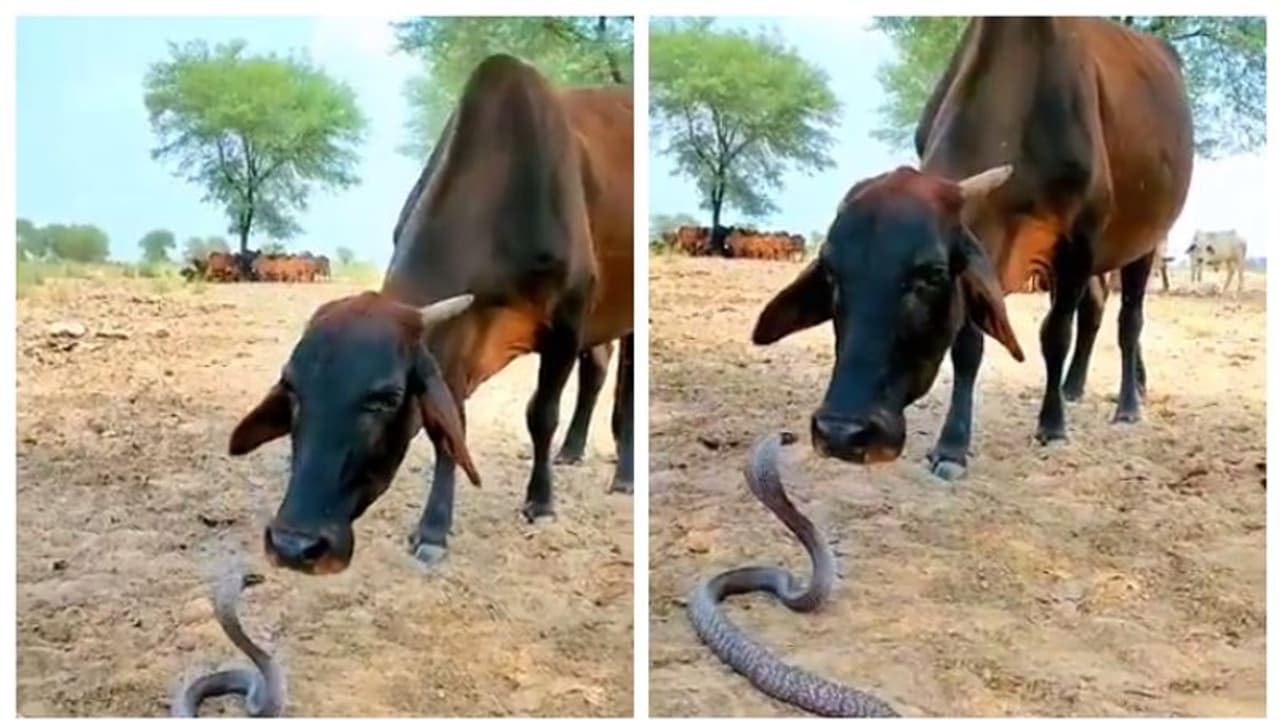 ನಾಗರ ಹಾವನ್ನು ನೆಕ್ಕುತ್ತಿರೋ ಹಸು; ವಿಡಿಯೋ ನೋಡಿ ಜನ ದಂಗು ! ನಾಗರ ಹಾವನ್ನು ನೆಕ್ಕುತ್ತಿರೋ ಹಸು; ವಿಡಿಯೋ ನೋಡಿ ಜನ ದಂಗು !