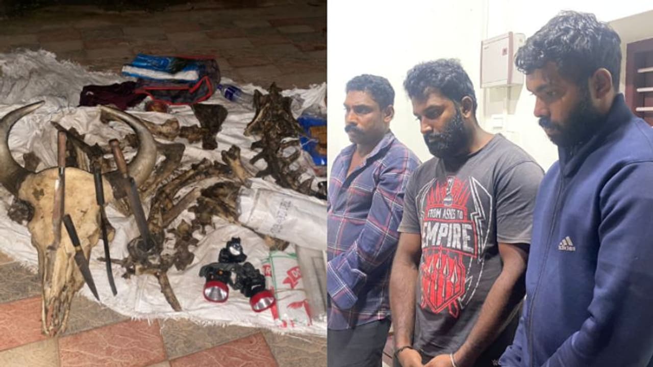 തോക്കുകള്, തിരകള്, ആയുധങ്ങള്, കാട്ടുപോത്തിന്റെ എല്ല്... നായാട്ട് സംഘത്തെ ഓടിച്ചിട്ട് പിടികൂടി വനപാലകര് തോക്കുകള്, തിരകള്, ആയുധങ്ങള്, കാട്ടുപോത്തിന്റെ എല്ല്... നായാട്ട് സംഘത്തെ ഓടിച്ചിട്ട് പിടികൂടി വനപാലകര്