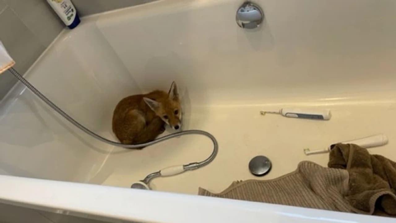 വീട്ടിനകത്ത് ആരുമറിയാതെ വിരുന്നെത്തിയ ആള് ആരാണെന്ന് നോക്കിക്കേ... വീട്ടിനകത്ത് ആരുമറിയാതെ വിരുന്നെത്തിയ ആള് ആരാണെന്ന് നോക്കിക്കേ...