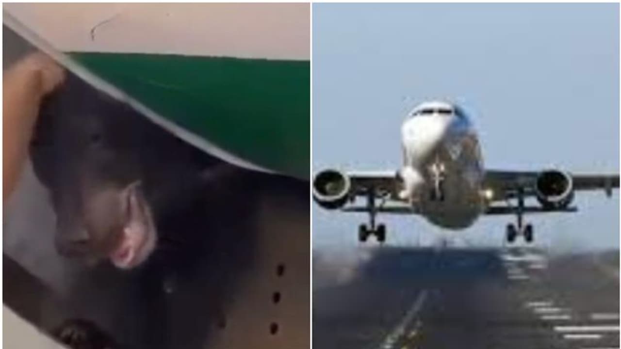 ദുബൈയിലേക്കുള്ള വിമാനത്തിന്റെ കാര്‍ഗോയില്‍ നിന്ന് പുറത്തുചാടിയ രൂപം കണ്ട് ഞെട്ടി! വൈകിയതോടെ ഒടുവില്‍ ക്ഷമാപണം