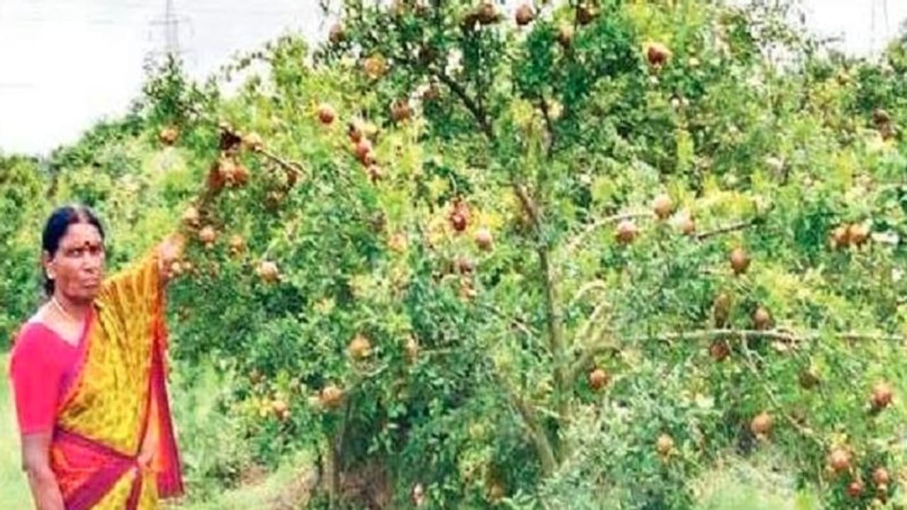 ಚಿಕ್ಕಮಗಳೂರು: ಸುಡುಗಾಡು ಸಿದ್ಧರ ಮಹಿಳೆಯ ಕೃಷಿ ಸಾಧನೆ ಚಿಕ್ಕಮಗಳೂರು: ಸುಡುಗಾಡು ಸಿದ್ಧರ ಮಹಿಳೆಯ ಕೃಷಿ ಸಾಧನೆ