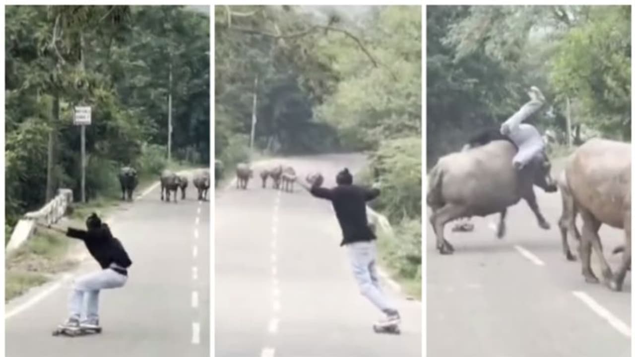 38 ലക്ഷം ലൈക്ക്, ആറ് കോടി കാഴ്ചക്കാര്; സ്കേറ്റ്ബോർഡില് പറന്ന് പോകവേ പോത്തുമായി കൂട്ടിയിടി, വീഡിയോ വൈറല് ! 38 ലക്ഷം ലൈക്ക്, ആറ് കോടി കാഴ്ചക്കാര്; സ്കേറ്റ്ബോർഡില് പറന്ന് പോകവേ പോത്തുമായി കൂട്ടിയിടി, വീഡിയോ വൈറല് !