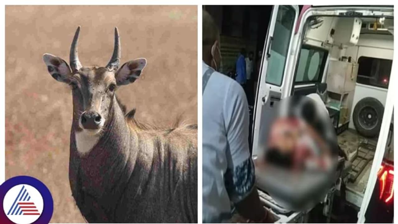 ಕಾರಿಗೆ ಅಡ್ಡಬಂದ ನೀಲಗಾಯ್‌ ಜೀವ ಉಳಿಸಲು ಹೋಗಿ ಭೀಕರ ಅಪಘಾತ, ಒಂದೇ ಕುಟುಂಬದ 7 ಮಂದಿ ಸಾವು!